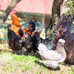 가마솥산장가든 닭백숙