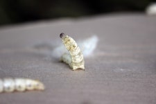 농업회사법인 뽕을품은누에