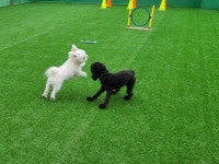 드림애견유치원