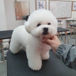 김포애견미용학원
