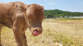 소골한우농장