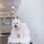 멍멍살롱