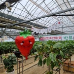 다산딸기조합농원