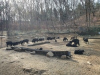 골짜기 흑염소 농장