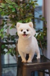 트레밍MM