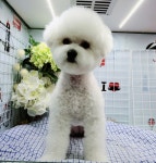 아지세상애견샵