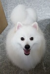 아지세상애견샵