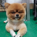 아지세상애견샵