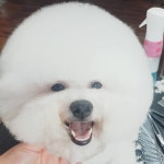 에스티비숑프리제