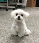 아지세상애견샵