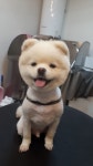 멍멍샵