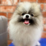 천안 강아지분양 고양이분양 나라애견 본점