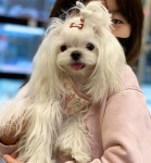 천안 강아지분양 고양이분양 나라애견 본점