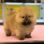 천안 강아지분양 고양이분양 나라애견 본점