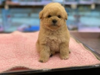 천안 강아지분양 고양이분양 나라애견 본점