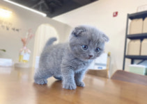 루나캣 대전고양이분양 본점