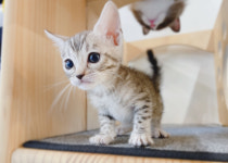 루나캣 대전고양이분양 본점