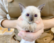 루나캣 대전고양이분양 본점