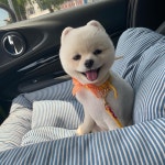 스파펫살롱