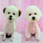 쿠멍가게 애견미용실