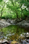 강당골 밤나무계곡 민박