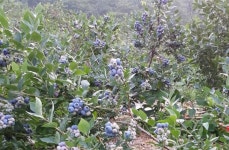 산청블루베리농장