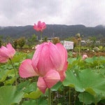 백련산방