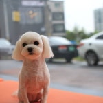 빠멍애견미용실