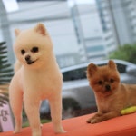 빠멍애견미용실