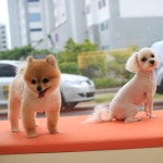 빠멍애견미용실