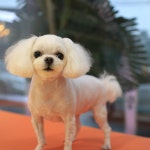 빠멍애견미용실