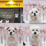 멍뭉이이발소