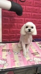 내강아지애견미용