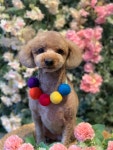 온블리살롱