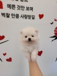 로얄독