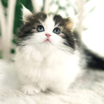 네발하우스 고양이전문 마포점