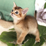 네발하우스 고양이전문 마포점