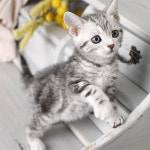 네발하우스 고양이전문 마포점