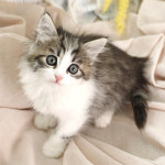 네발하우스 고양이전문 마포점