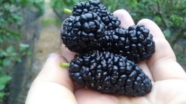 훈장님팜 오디농장