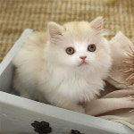 네발하우스 고양이전문 마포점