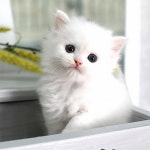 네발하우스 고양이전문 마포점