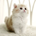 네발하우스 고양이전문 마포점