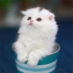 네발하우스 고양이전문 마포점