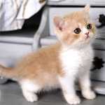 네발하우스 고양이전문 마포점