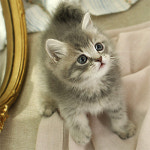 네발하우스 고양이전문 마포점