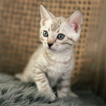 네발하우스 고양이전문 마포점