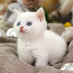 네발하우스 고양이전문 마포점