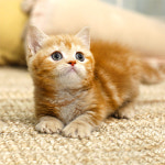 네발하우스 고양이전문 마포점