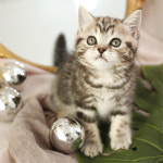 네발하우스 고양이전문 마포점